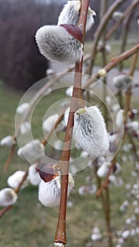 Tree buds