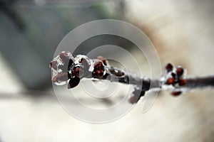 Tree buds in ice