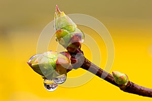 Un árbol brotes en la primavera la lluvia 