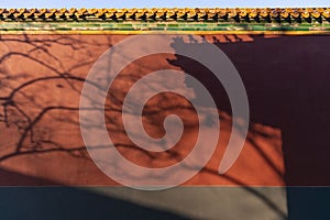 tree and building shadow on Chinese red palace wall and decoration tile roof in forbidden City, Beijing, China