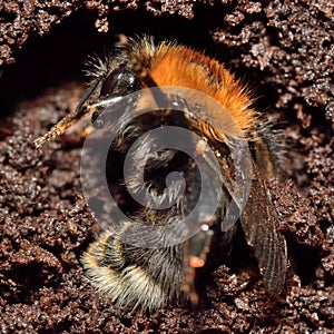 Tree bumblebee (Bombus hypnorum) hibernating