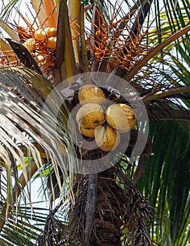 A tree with a bunch of coconuts on it