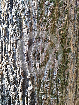Tree burk background image
