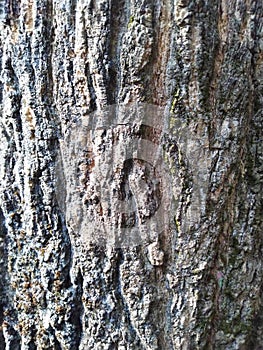 Tree burk background image photo