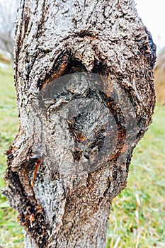 Tree burl