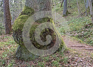 Tree burl in the forest.