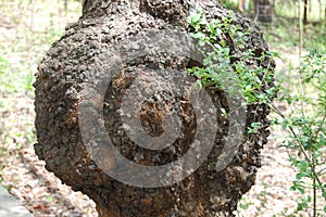 Tree burl. Large burl on tree trunk of a tree in the forest