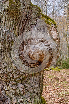 Tree burl at a old oak tree photo