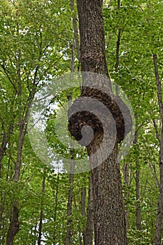 Tree burl in Upper Peninsula Michigan