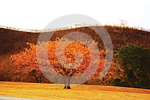 Tree and Burned Hill