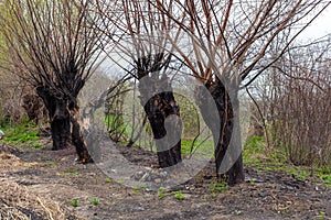 Tree burned tree forest fire burnt bark charred nature green greens