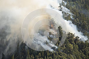 Tree burns up in forest fire