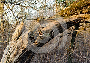 the tree burst from lightning