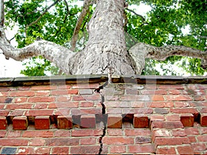 Tree bursting through wall