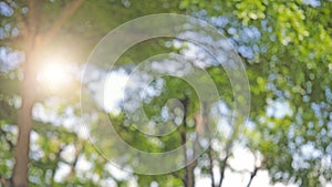 Tree bush on blue sky and sunshine, green leaves,  nature background, bordered with trees at nice sunny weather, Bokeh background