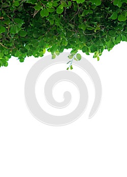 Tree bush isolated on a white background, green leaves,  nature background
