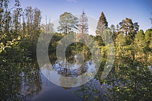 Tree and bush reflection in pond