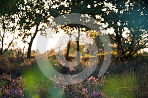 Tree and bushes seen against Sunlight at a Heath Landscape