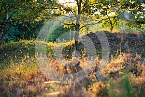 Tree and bushes seen against Sunlight at Trupbacher heath