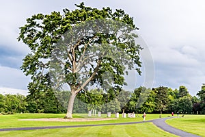 Tree in Cabinteely Park