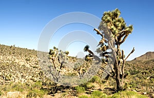 Tree Cactus by the road to Grand Canyon West Rim - Arizona, AZ