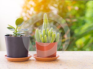 Tree and Cactus tree in a pot placed on a balcony.