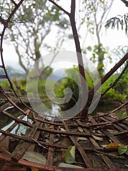 Tree cage in the forest