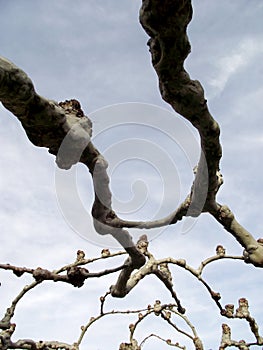 Tree called banana tree without leaves