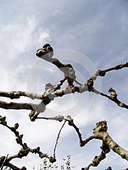 Tree called banana tree without leaves