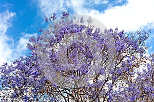 tree called jacaranda with its violet flowers