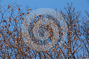 Tree called sapindus saponaria, popularly known as soap tree, with blue sky in the background