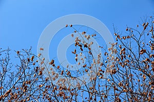 Tree called sapindus saponaria, popularly known as soap tree, with blue sky in the background