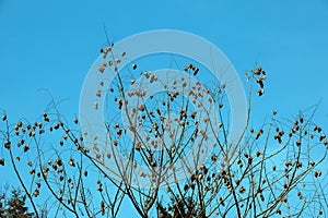 Tree called sapindus saponaria, popularly known as soap tree, with blue sky in the background