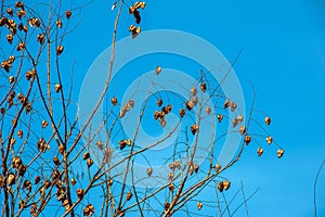 Tree called sapindus saponaria, popularly known as soap tree, with blue sky in the background