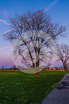 Tree in Calvert Vaux Park