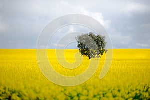 A tree in canola field