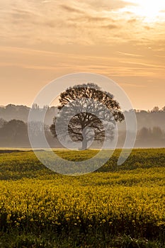 A tree in a canola field at dawn