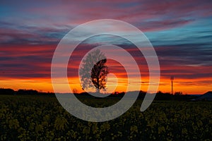 Tree in a canola field silhouetted against the background of a colorful sky at sunset. Denmark