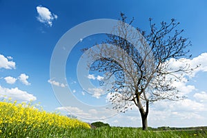 Tree with canola field