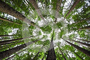 Tree Canopy