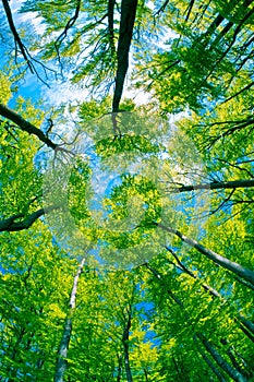 Tree canopy