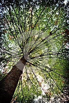 Tree canopy photo