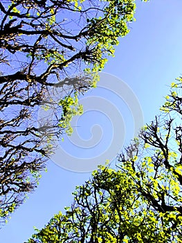 Tree canopy