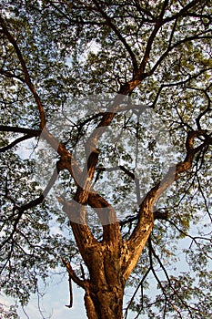 Tree canopy