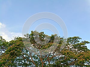 Tree Canopy Against Blue Sky with Copy Space