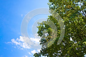 Tree canopy against a sky background - image with copy space