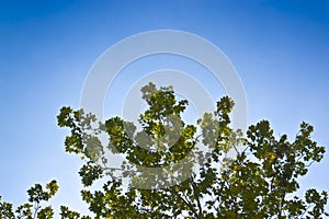 Tree canopy against a sky background - image with copy space