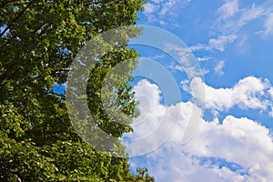 Tree canopy against a sky background - image with copy space
