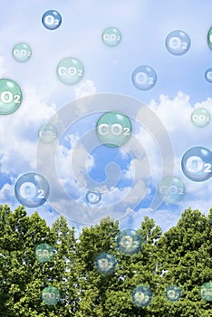 Tree canopy against a sky background with oxygen O2 and carbon dioxide CO2 molecules - Carbon dioxide absorption and oxygen