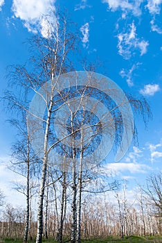 Tree canopy on the background the blue sky